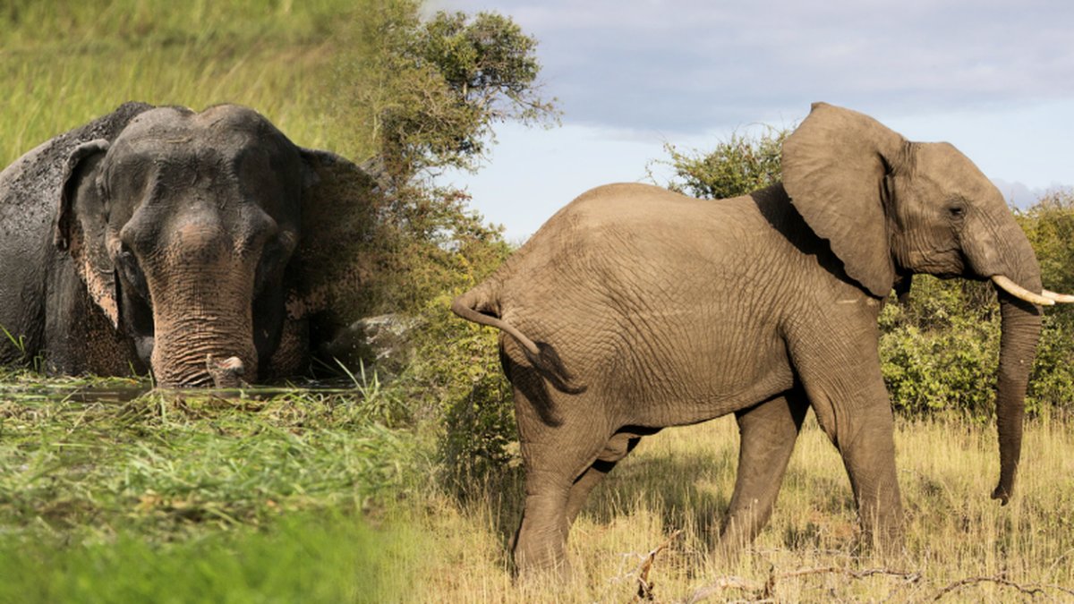 En elefant i Sri Lanka har dött till följd av vanvård. Elefanterna på bilderna har inget med artikeln att göra.
